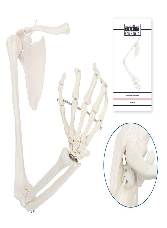 Axis Scientific Human Right Arm Skeleton Model, Accurate Skeleton Model, Arm Model Posable Skeleton Hand, Includes Arm Bone Plus Clavicle, Scapula and Articulated Hand Bone Model, Product Manual - Image 3